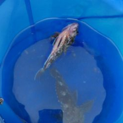 ショアジギ連敗