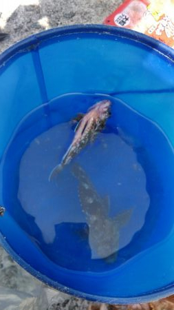 ショアジギ連敗