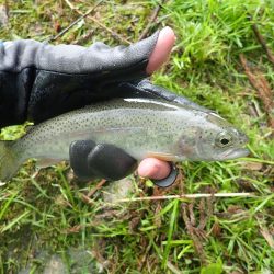 雨後の渓流釣り