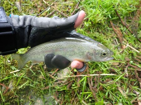 雨後の渓流釣り