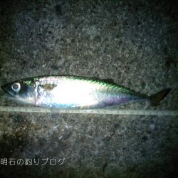 大サバの試し釣りで2本!