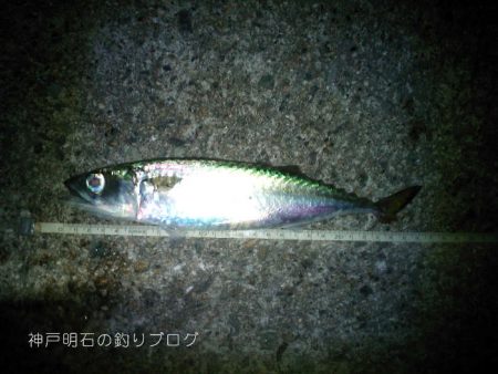大サバの試し釣りで2本!
