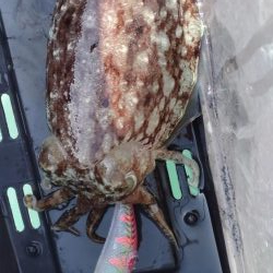 デカモンゴエギング