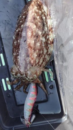 デカモンゴエギング