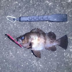 フィールにめばる