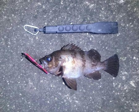 フィールにめばる