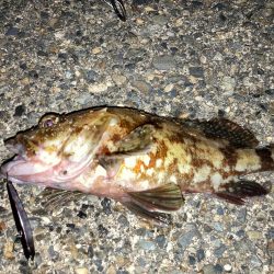 メバルプラッギング