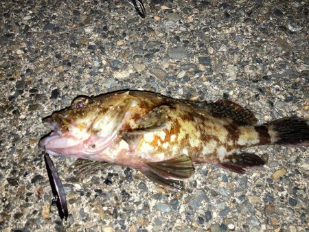 メバルプラッギング