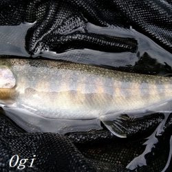 昼前後の釣行で22匹ゲット！