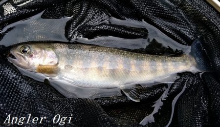 昼前後の釣行で22匹ゲット！