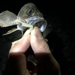 爆風メバリング