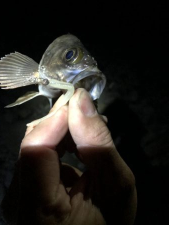 爆風メバリング