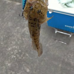 何とかサヨリきました