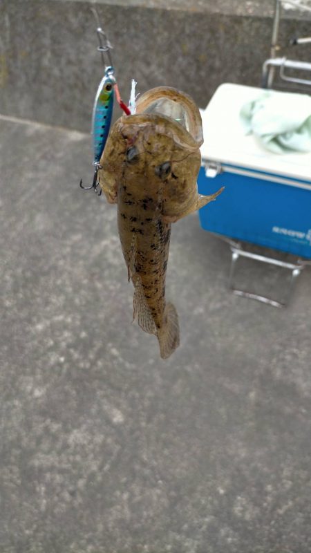 何とかサヨリきました