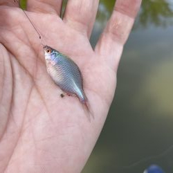 今週のタナゴ釣り