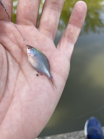 今週のタナゴ釣り