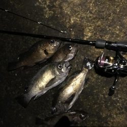 今年最終メバリング