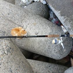 早朝プチsalt water game