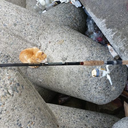 早朝プチsalt water game