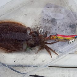 マイボートエギング