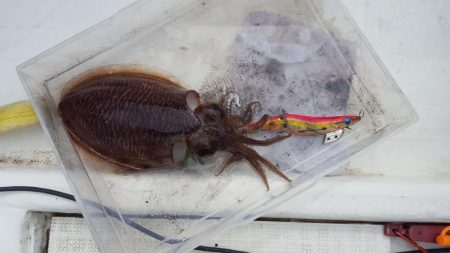 マイボートエギング