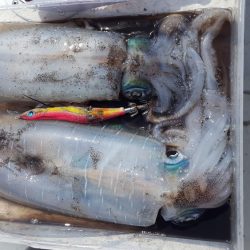 マイボートエギング