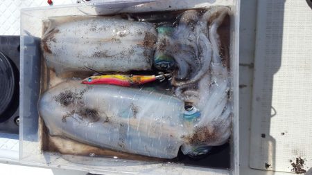 マイボートエギング