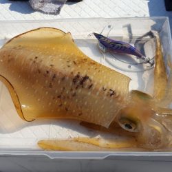 今季初2kgオーバー