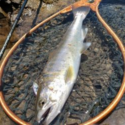 サクラマス最後なんで久々に川へ