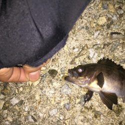 たまにはメバリング