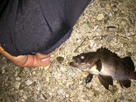 たまにはメバリング