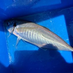 クログチ釣りのはずが、、、