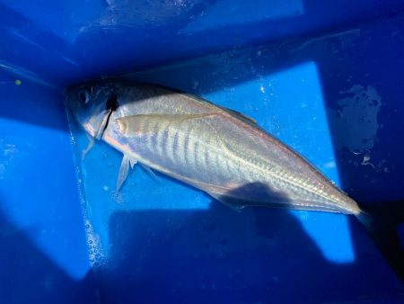 クログチ釣りのはずが、、、