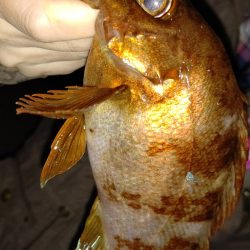 渋かったが楽しめた　超大物の引き