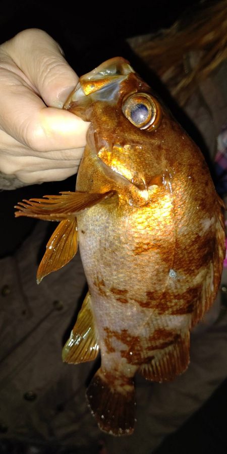 渋かったが楽しめた　超大物の引き