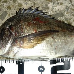 メバルもシーズン終盤でも数釣れて楽しい