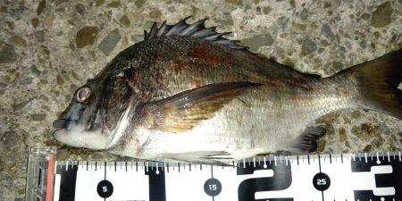 メバルもシーズン終盤でも数釣れて楽しい