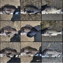 イチノ兄弟、釣果!