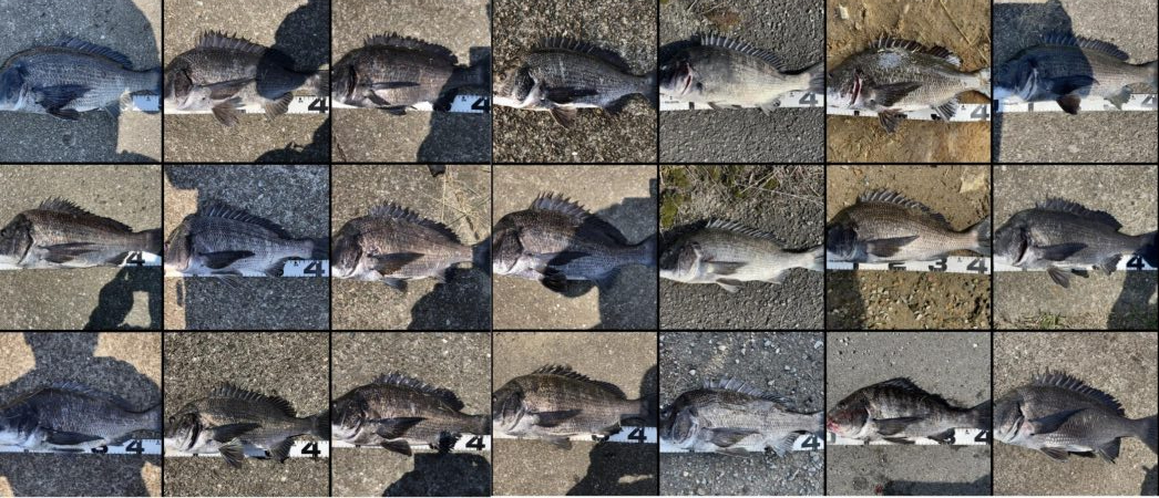 イチノ兄弟、釣果!