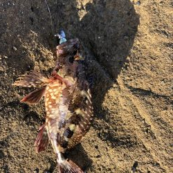 4年振りエギング不発！