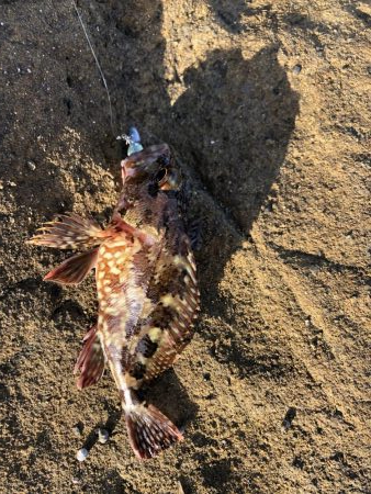 4年振りエギング不発！