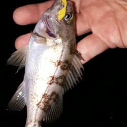 メバルの数釣り