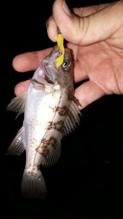 メバルの数釣り