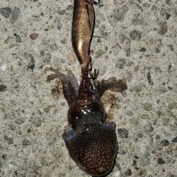 強風中潮メバリング&エギング