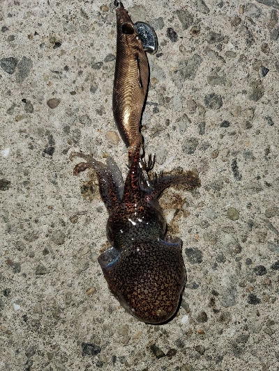 強風中潮メバリング&エギング