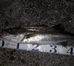 バチ抜けシーバス