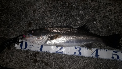 バチ抜けシーバス