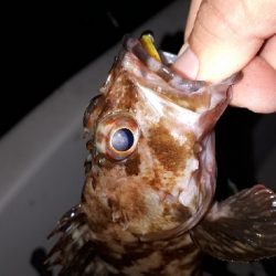 ボートライトフィッシング