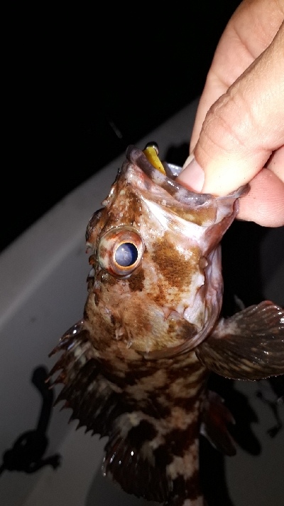 ボートライトフィッシング