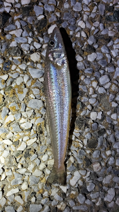 何して食べようかな〜？